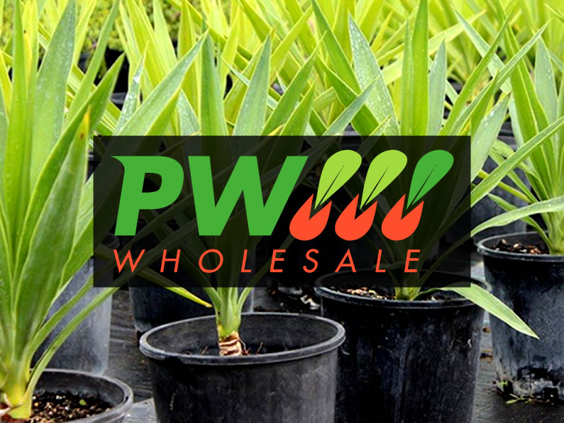 PW WHOLESALE