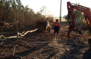 tree services in the whitsundays