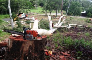 Cutting down Trees Whitsundays