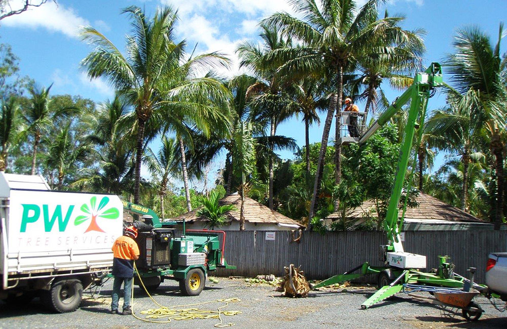 TREE SERVICES 7