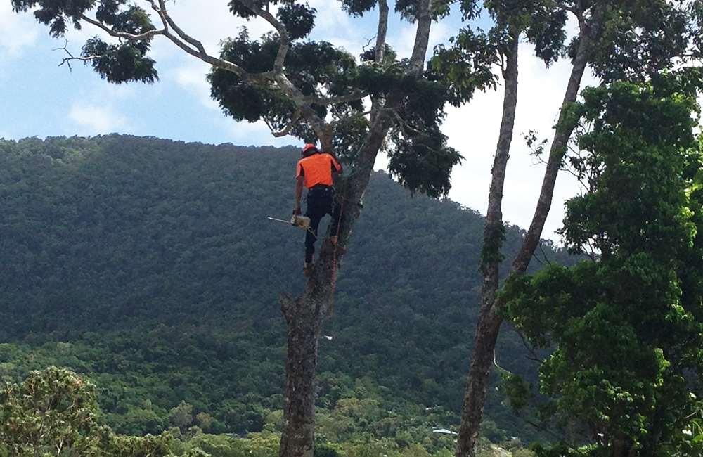 TREE SERVICES 10