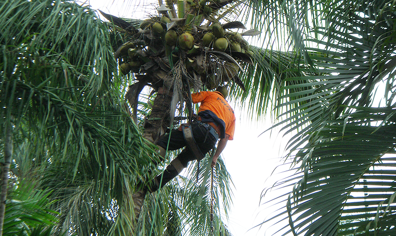 Tree Services Whitsundays