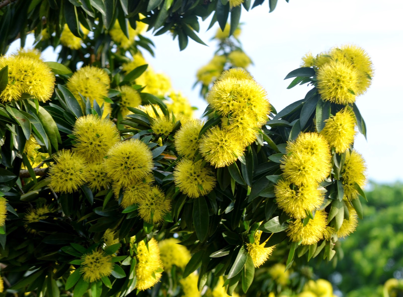 Flowers of the Golden Penda Plant
