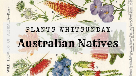Seven Australian Native Plants we love!