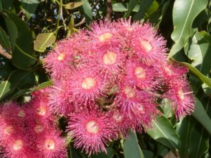 Swamp bloodwood flower