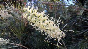 Australian native flower of Moonlight Grevillea