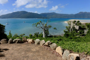 Whitsunday bottle tree on Langford Island
