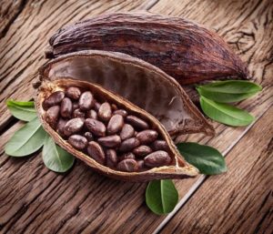 dried cacao Beans in a pod