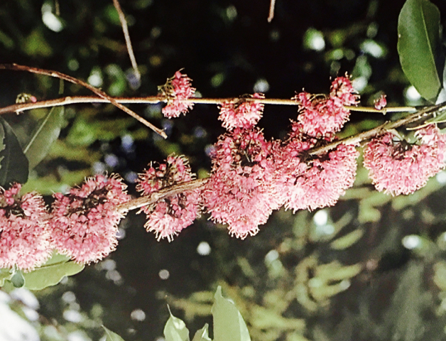 Pink Melicope Flowers