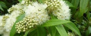 Lemon Myrtle flowers