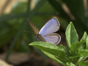 Cycad Blue Butterfly Moth