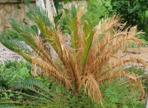 Cycad Blue Moth Damage