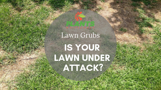 Is your lawn under attack?