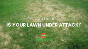 Lawn grub damage banner