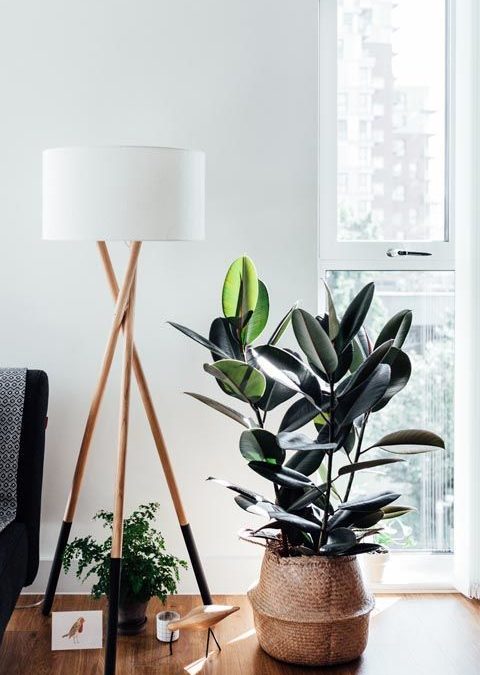 7 Trending Indoor Plants