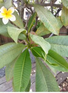 Frangipani Rust affected leaves