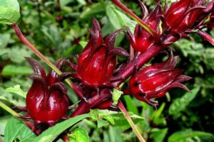 Rosella plant