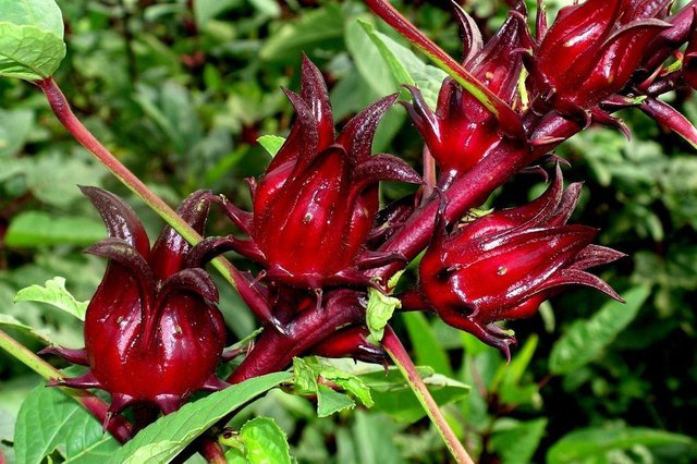 Rosellas – edibles for your garden