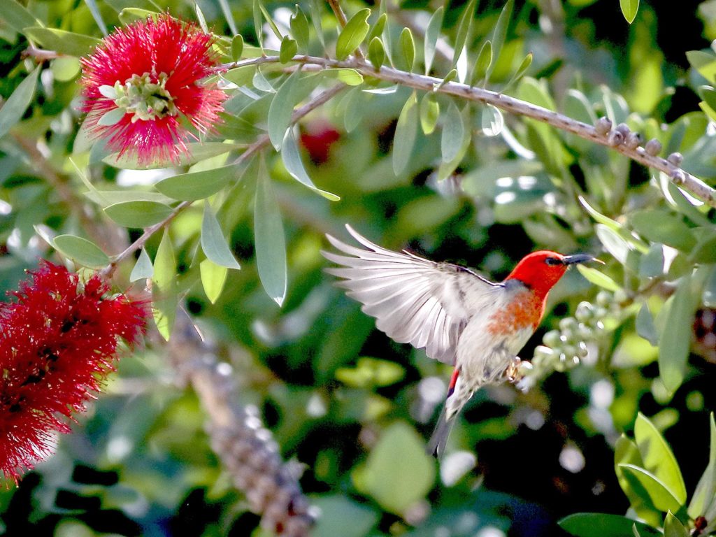 bird attracting australian natives