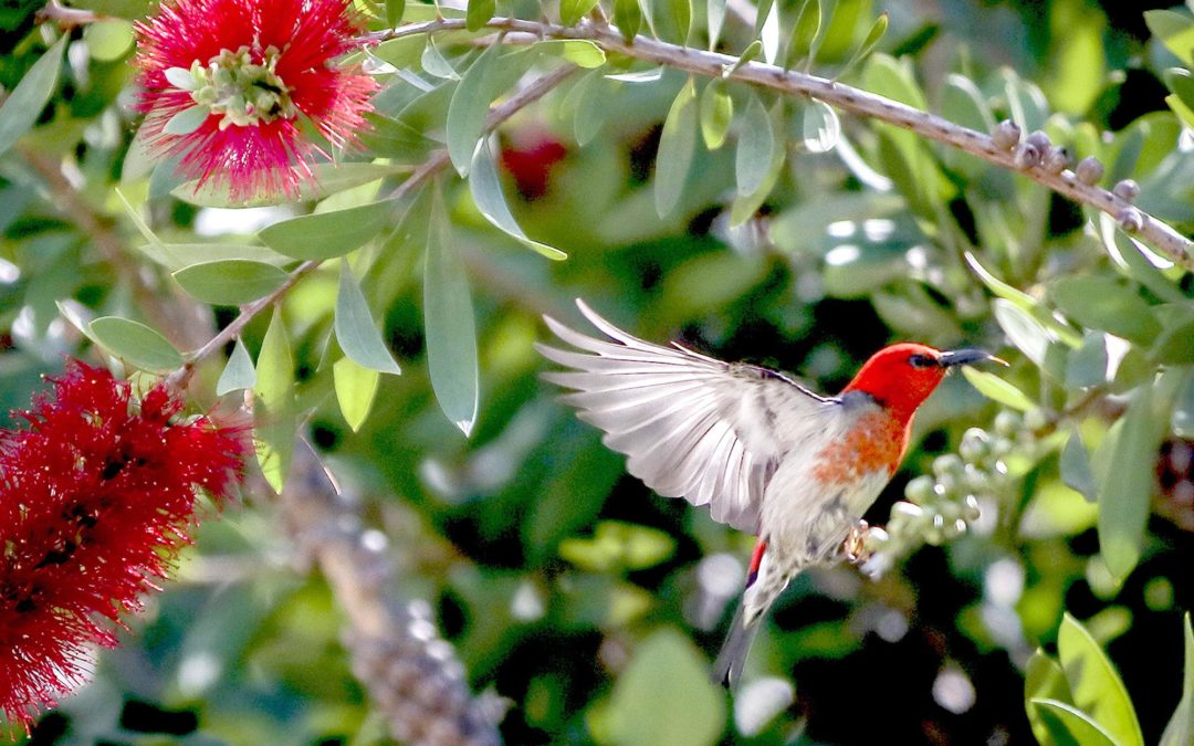 Plants to Attract Birds and Wildlife to Your Whitsundays Garden