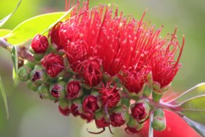 Bottlebrush, Australian Native Plant
