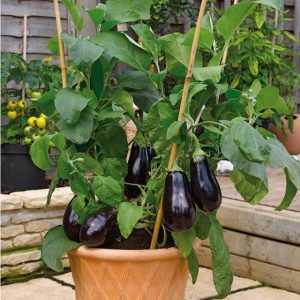 Eggplant pot