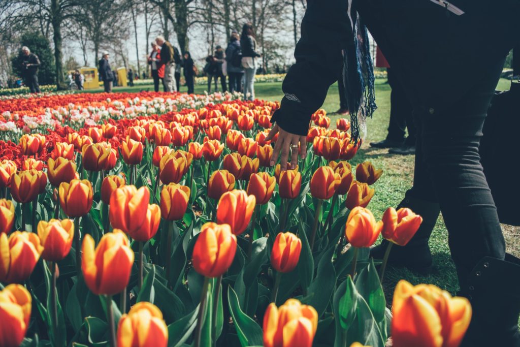 magnificent gardens netherlands