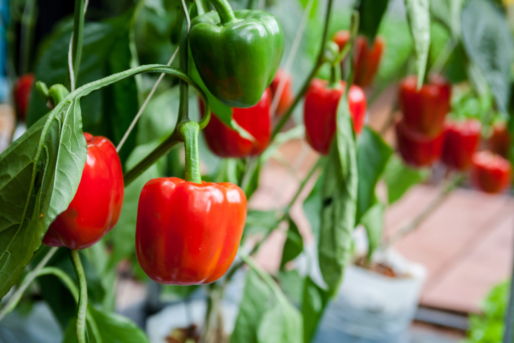 capsicum plant