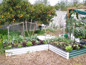 small vegetable garden