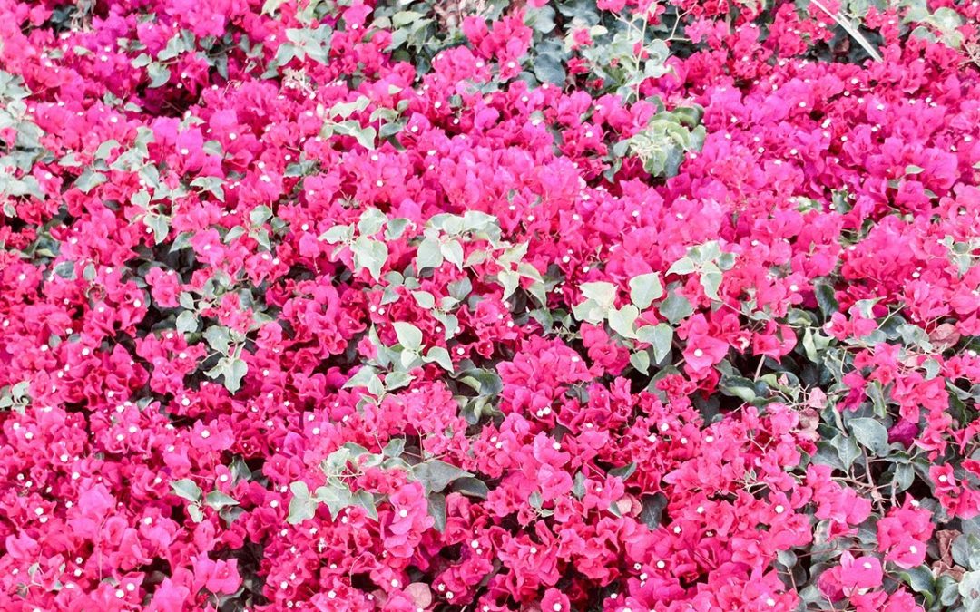 Beautiful Bougainvillea