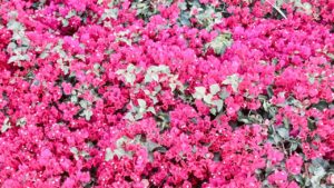 blooming bougainvilleas