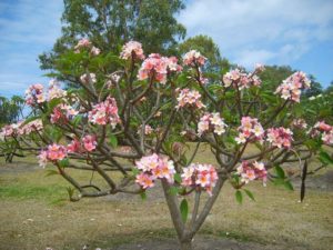 pink mature frangipani tree