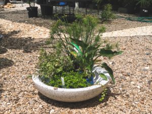 bog garden in a pot