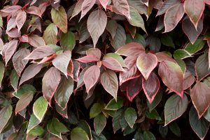 Acalypha Inferno Plants Whitsunday North Queensland Wholesale Nursery