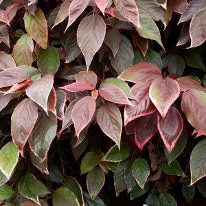 Acalypha Inferno Plants Whitsunday North Queensland Wholesale Nursery