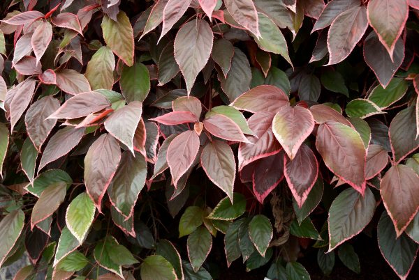Acalypha Inferno Plants Whitsunday North Queensland Wholesale Nursery