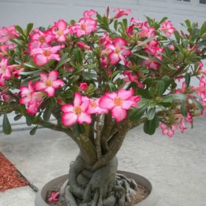 Adenium Desert Rose Plants Whitsunday North Queensland Wholesale Nursery