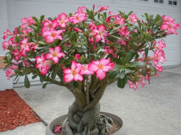 Adenium Desert Rose Plants Whitsunday North Queensland Wholesale Nursery