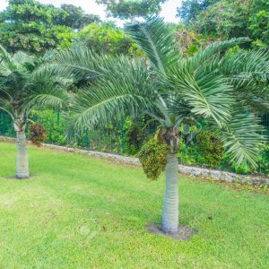 Adonidia merrillii Christmas Palm Plants Whitsunday North Queensland Wholesale Nursery