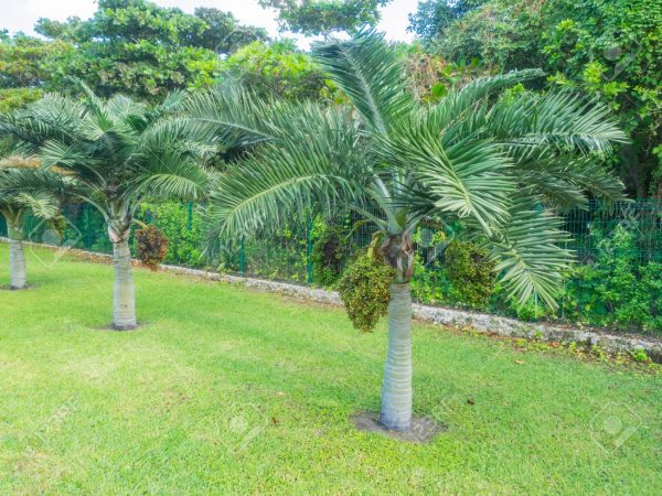 Adonidia merrillii Christmas Palm Plants Whitsunday North Queensland Wholesale Nursery