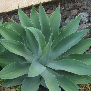 Agave Attenuata Plants Whitsunday North Queensland Wholesale Nursery