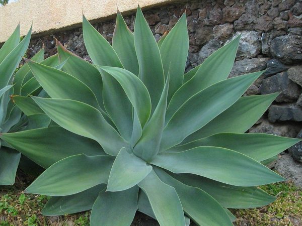Agave Attenuata Plants Whitsunday North Queensland Wholesale Nursery