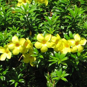 Allamanda Sunee Trumpet Vine Plants Whitsunday North Queensland Wholesale Nursery