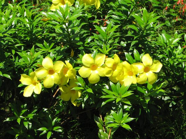 Allamanda Sunee Trumpet Vine Plants Whitsunday North Queensland Wholesale Nursery