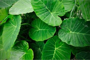Alocasia Elephant Ear Plants Whitsunday North Queensland Wholesale Nursery