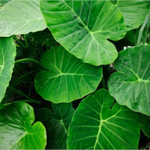 Alocasia Elephant Ear Plants Whitsunday North Queensland Wholesale Nursery