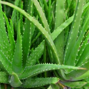 Aloe vera Plants Whitsunday North Queensland Wholesale Nursery