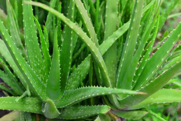 Aloe vera Plants Whitsunday North Queensland Wholesale Nursery