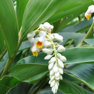 Alpinia Zerumbet Shell Ginger Plants Whitsunday North Queensland Wholesale Nursery