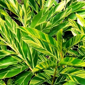 Alpinia Zerumet variegated Shell Ginger Plants Whitsunday North Queensland Wholesale Nursery